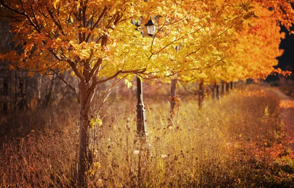 Осень, деревья, природа, парк