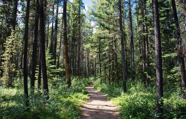 Nature, Wood, Trees, Sunlight, Daylight, Wildnis, Sharissa Johnson