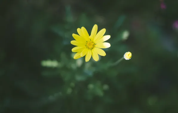Цветок, желтые, лепестки