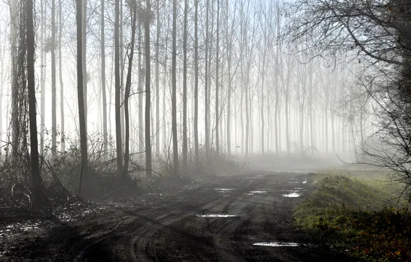 Картинка дорога, деревья, поворот, грязь