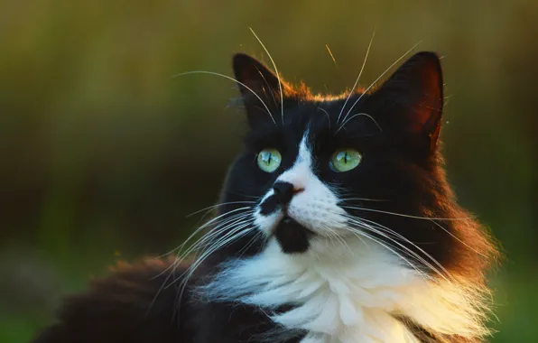 Картинка кошка, кот, взгляд, морда, свет, природа, портрет, пушистый