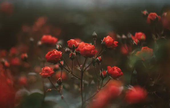 Цветы, куст, розы, лепестки, красные