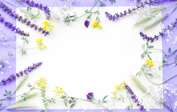 Картинка цветы, полевые, yellow, flowers, purple, frame