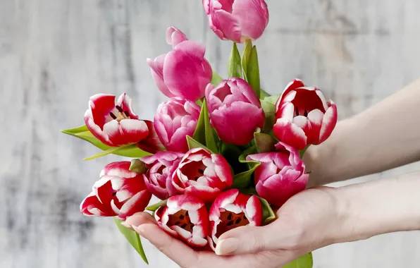 Руки, тюльпаны, flowers, tulips, spring