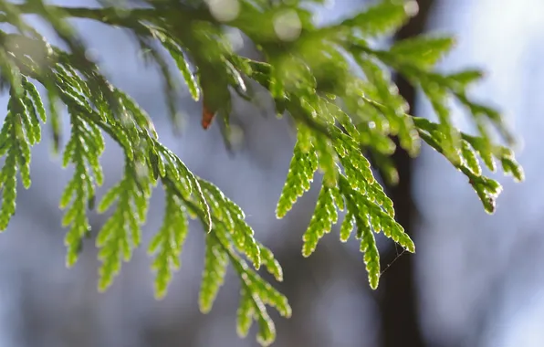 Макро, ветки, зеленый, растение