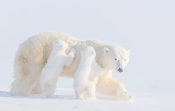 Картинка зима, снег, медвежата, медведица, детёныши, Белые медведи, два медвежонка, Полярные медведи