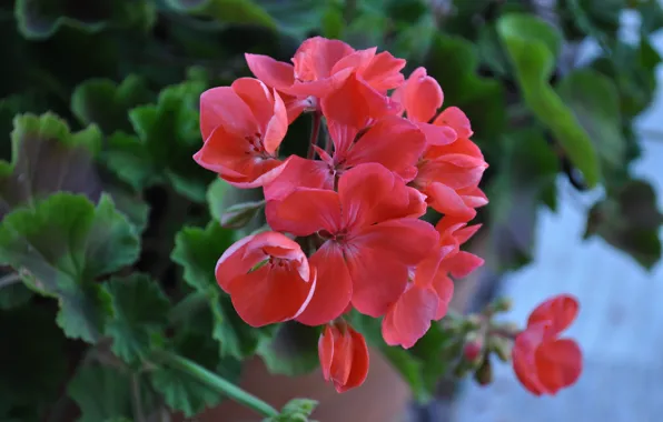 Весна, цветение, боке, bokeh, Blossom, dark pink