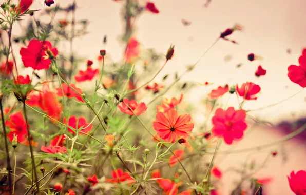 Картинка цветы, кремовый, flowers