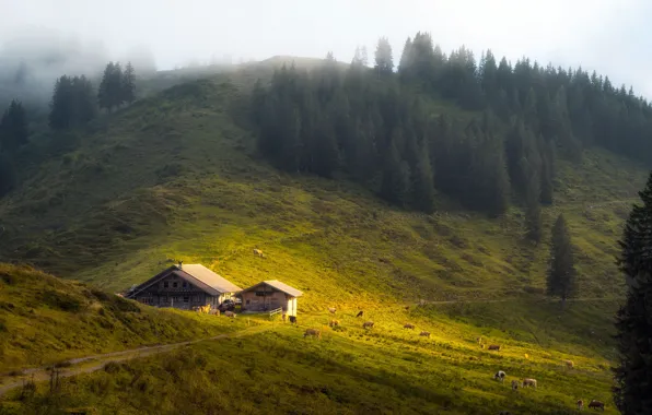 Осень, горы, туман, скот, ферма
