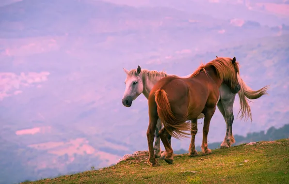 Картинка свет, горы, туман, обрыв, настроение, конь, рассвет, лошадь