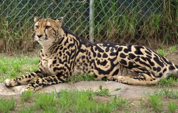 Кошка, гепард, королевский гепард