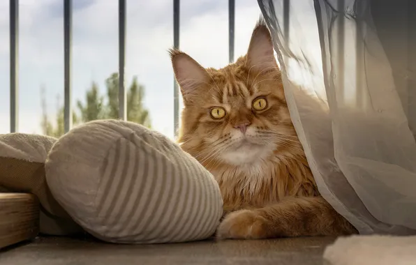 Кошка, кот, взгляд, поза, портрет, решетка, окно, рыжий