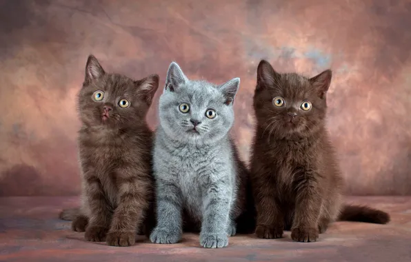 Кошки, котенок, серый, котята, трио, фотосессия, британский, шоколадные