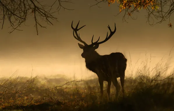 Картинка поле, осень, лес, трава, ветки, туман, листва, олень