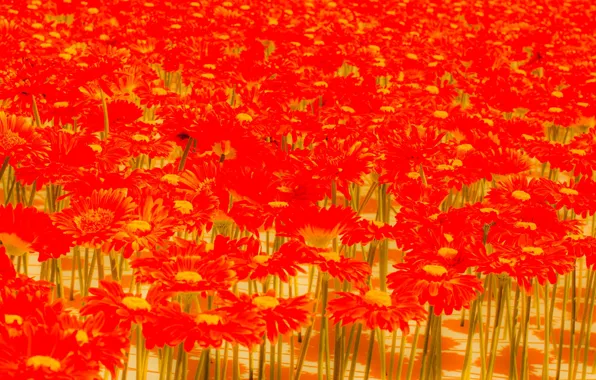 Картинка поле, ковер, лепестки, луг