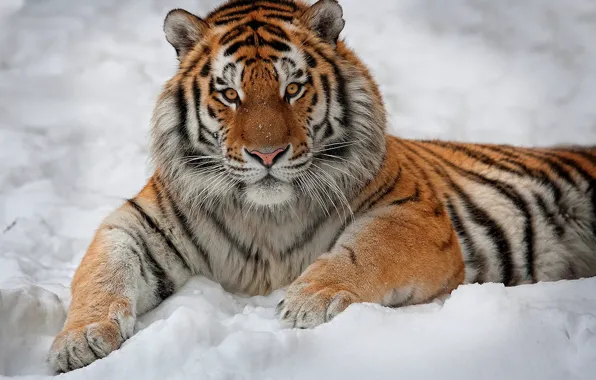 Картинка взгляд, снег, тигр, интерес, лежит, полосатый, смотрит, красавец