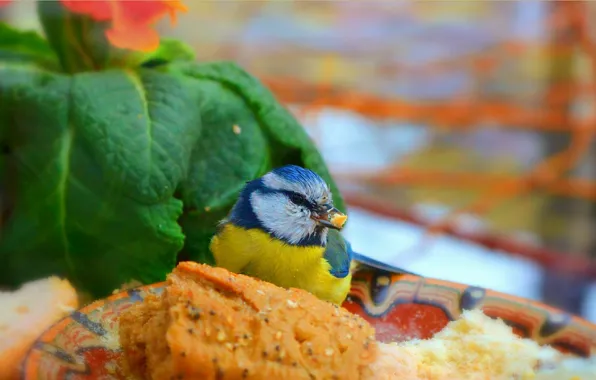 Картинка Птичка, Bird, Зелёные листья, Green leaves