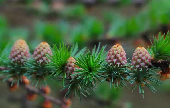 Spring, plant, cones, pine, twig