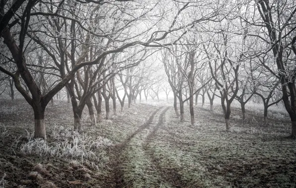 Картинка зима, дорога, деревья, природа