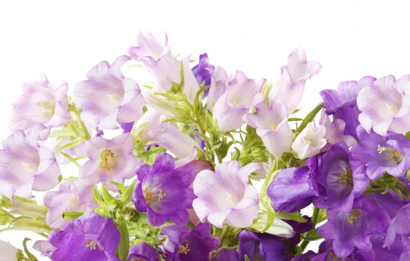 Фиолетовые, колокольчики, Flowers, campanula