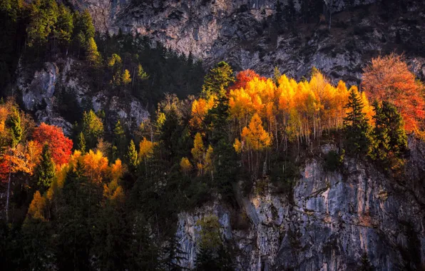 Осень, лес, свет, деревья, горы, природа, скалы, листва