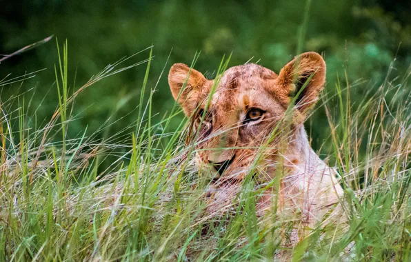 Grass, lioness, lying down