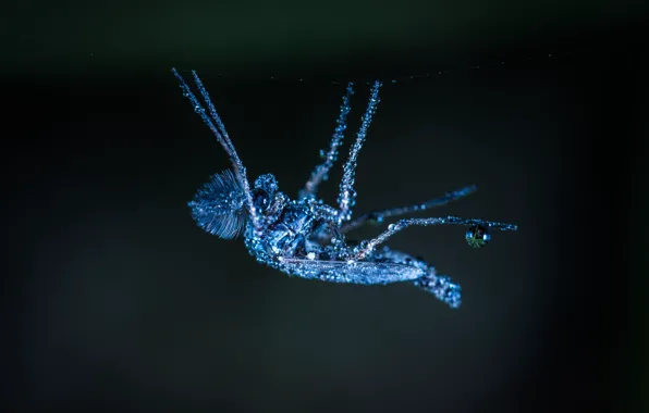 Макро, Роса, Little, Насекомое, Macro, Insect, Dew, Close-Up
