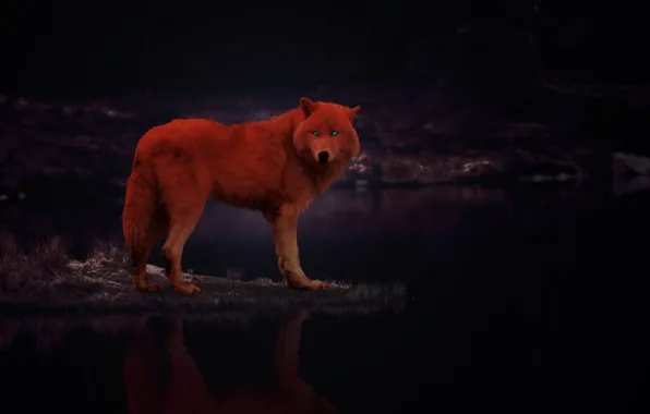 Картинка fantasy, animal, wolf, insomniah