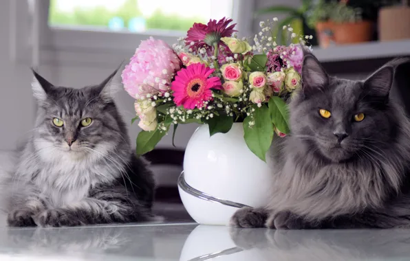 Кошка, кот, взгляд, морда, кошки, цветы, серый, розы