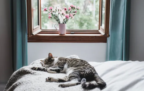 Кошка, кот, цветы, комната, кровать, сон, букет, окно