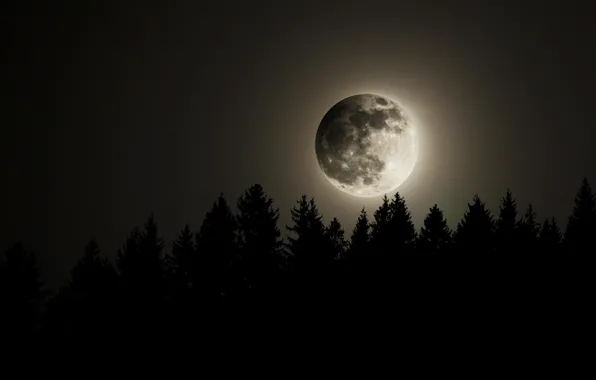 Картинка лес, небо, ночь, луна, полнолуние