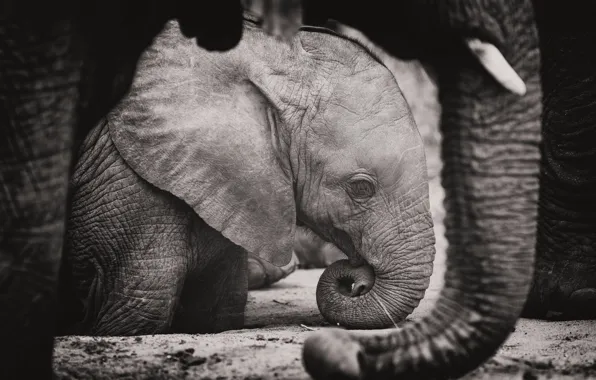 Слон, слоны, хобот, слоненок, чёрно - белое фото