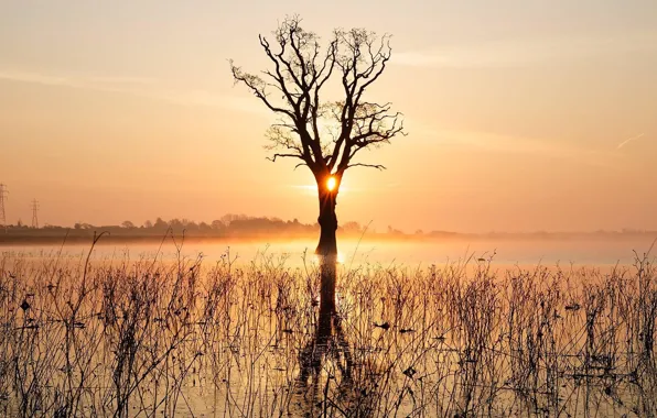 Lake, tree, morning, fog, sunrise, mist, mirror, power line