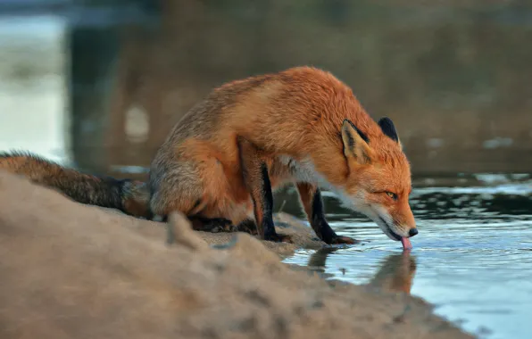 Песок, вода, животное, лиса, лисица