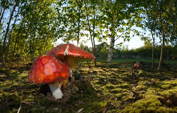 Картинка осень, природа, грибы