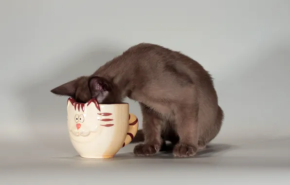 Картинка кошка, морда, чашка