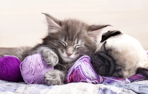 Кошка, клубок, поза, котенок, серый, вместе, сон, собака