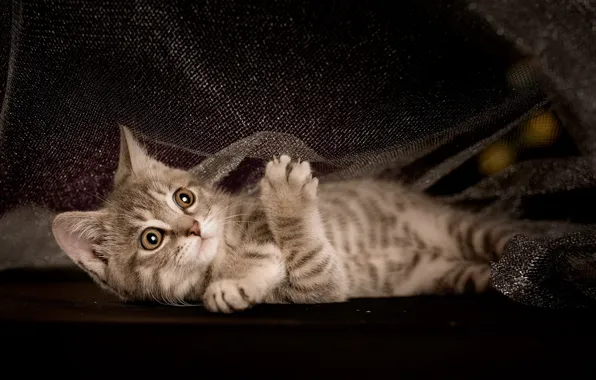 Кошка, взгляд, поза, темный фон, котенок, блеск, ткань, лежит