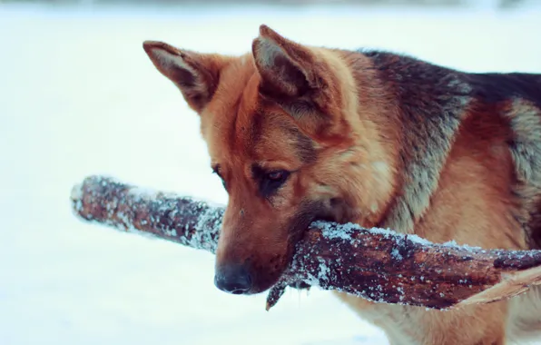 Картинка снег, пес, немецкая овчарка, апорт