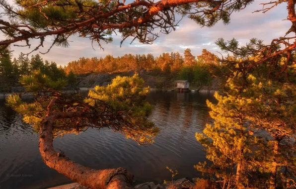 Лес, деревья, пейзаж, закат, природа, озеро, сосны, Ладожское озеро