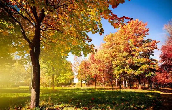 Осень, листья, деревья, дорожка, опадающие, Autumn trees