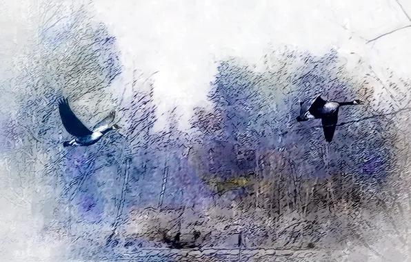 Картинка птицы, природа, картина