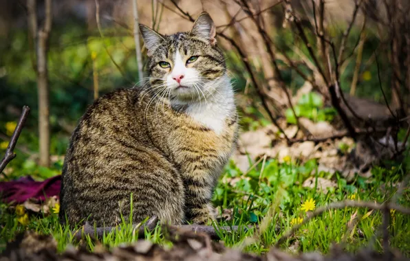 Картинка кошка, взгляд, весна
