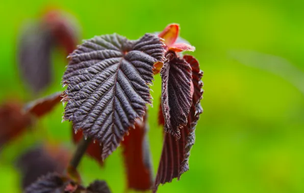 Spring, leaf, twig
