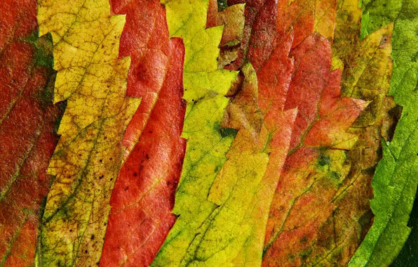 Осень, листья, макро, природа