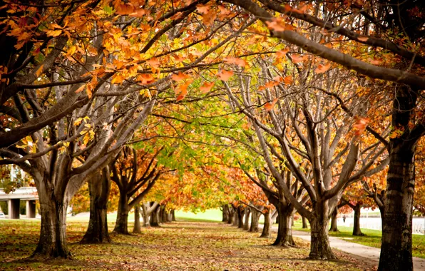 Картинка осень, деревья, парк, ветви, краски, листва, аллея, прохлада