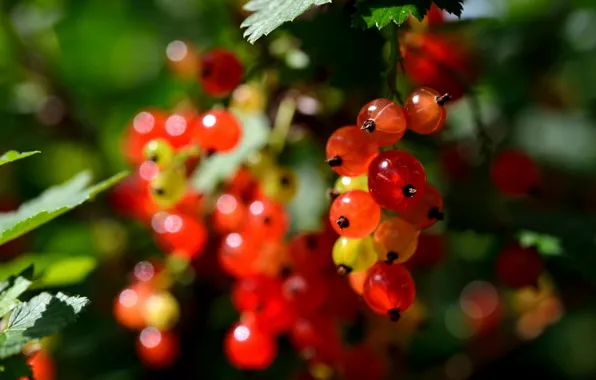 Картинка природа, ягоды, berry, nature, смородина, currant