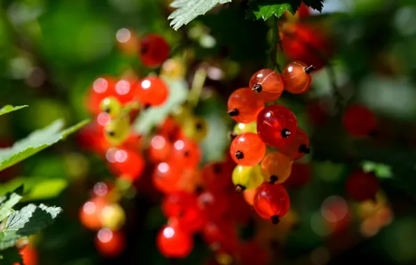 Природа, ягоды, berry, nature, смородина, currant