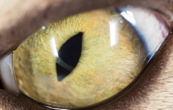 Eye, Animal, pupil