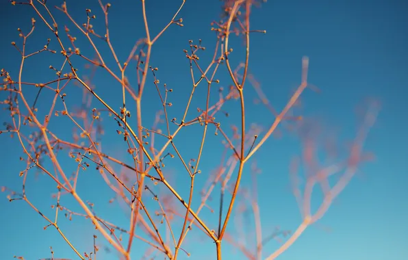 Ветки, природа, растения, macro, plant